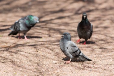 Güneşli bir günde Üç Güvercin