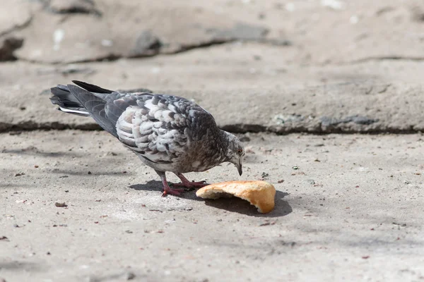Taube frisst ein Stück Brot — Stockfoto