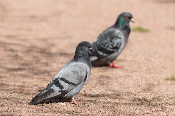 Zwei Tauben auf dem Boden sitzend — Stockfoto