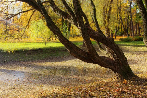 Park met loofbomen — Stockfoto