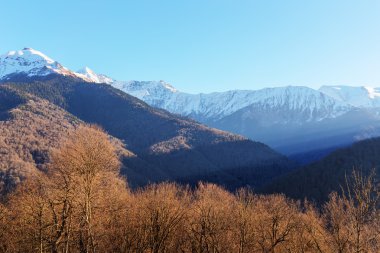 dağlar ve ağaçlar