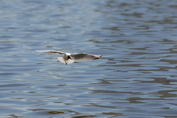 Gaviota blanca en vuelo — Foto de Stock