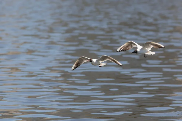 Seagulls in flight over water — Stock Photo, Image