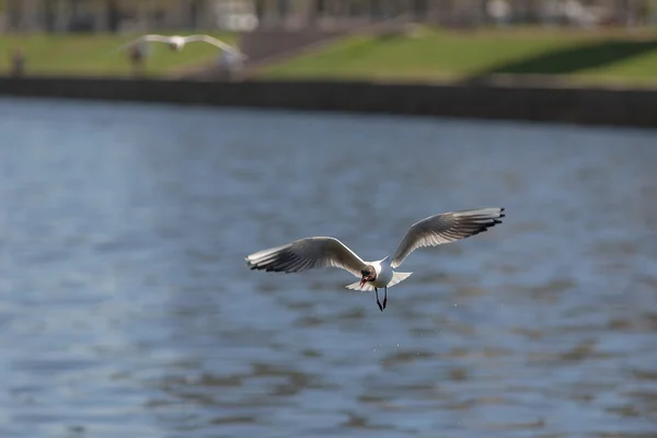 Gull with piece of bread — Stock Photo, Image