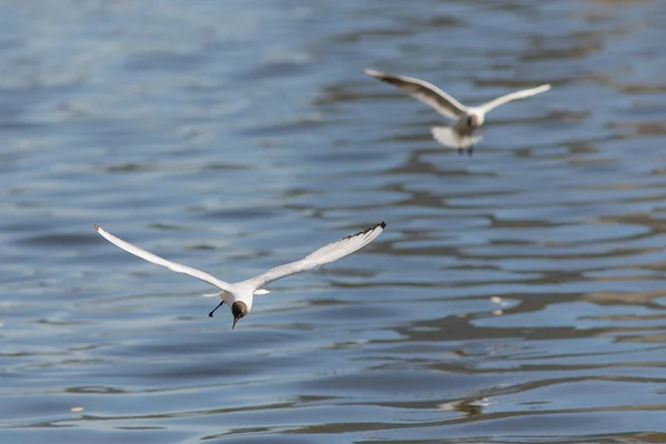 Dos gaviotas voladoras — Foto de Stock