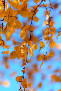 Birch sonbahar yaprakları