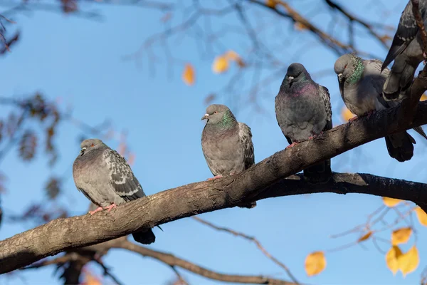 Flock of pigeons — Stock Photo, Image