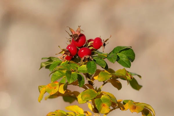 Autumn rose hip — Stock Photo, Image