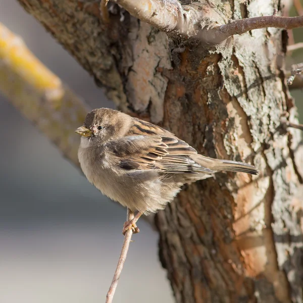 Moineau gros plan — Photo