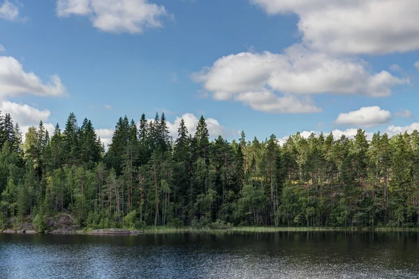 Kust van forest lake — Stockfoto
