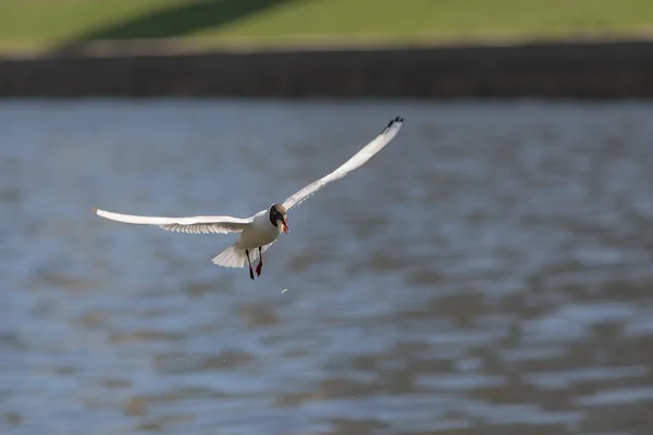 Hongerige zeemeeuw in vlucht — Stockfoto