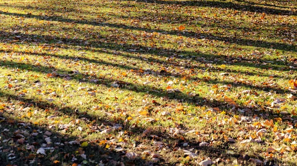 Feuilles d'automne sur l'herbe verte — Photo