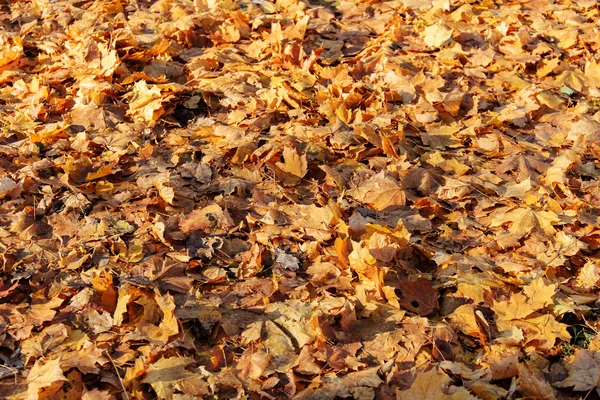 Feuilles d'automne jaunes — Photo