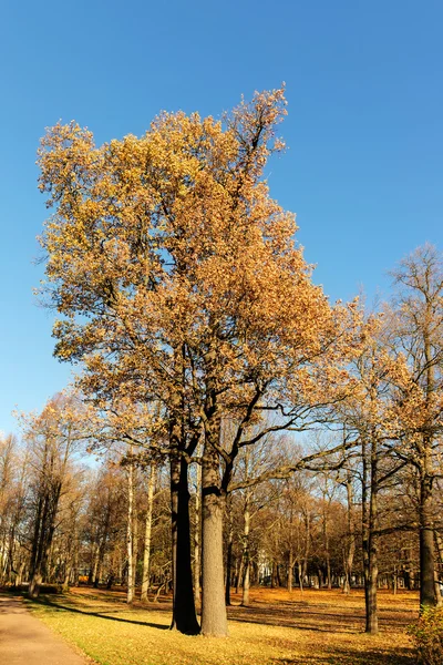 Duby v podzimní park — Stock fotografie