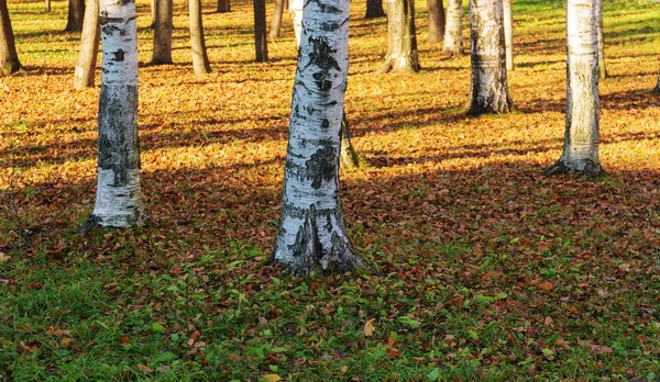 秋の公園の白樺 — ストック写真