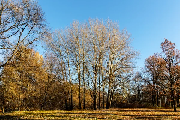 Stromy v podzimním parku — Stock fotografie