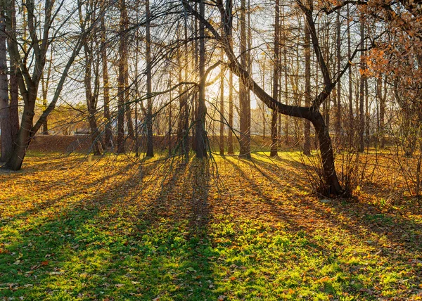 Солнечный пейзаж в осеннем парке — стоковое фото