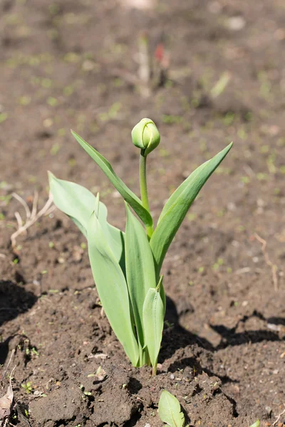Tulip hijau menutup — Stok Foto