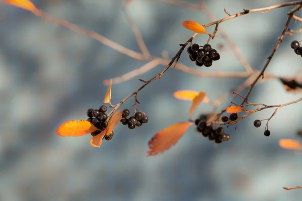 Black ripe berries — Stock Photo, Image