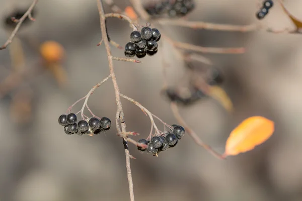 Chokeberry i efteråret - Stock-foto