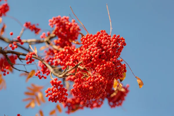 Grappoli di sorbo rosso maturo — Foto Stock