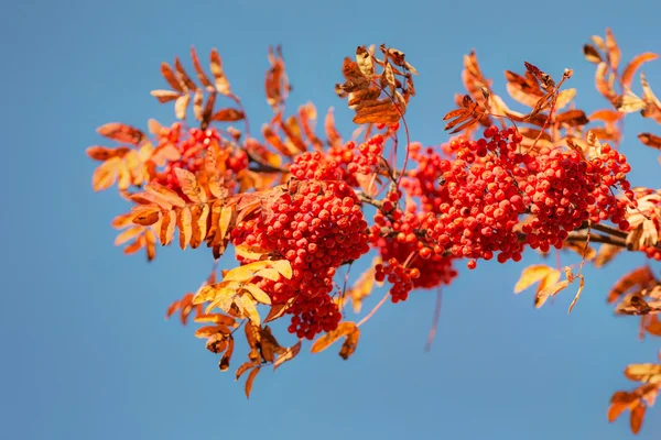 Rowan in the autumn — Stock Photo, Image