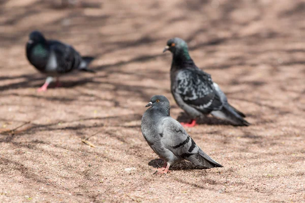 Три голуби на землі — стокове фото