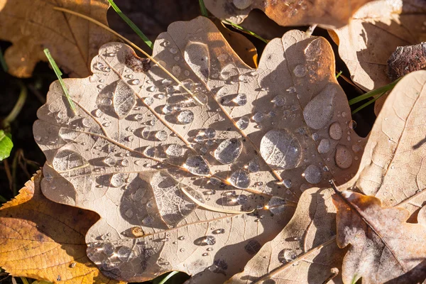 Lehullott őszi levelek közelednek — Stock Fotó