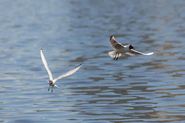 Duas gaivotas brancas — Fotografia de Stock