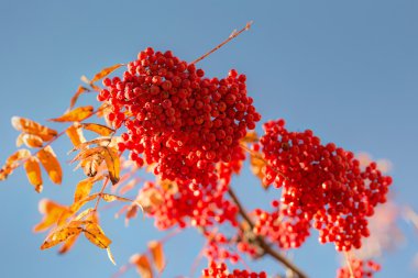 sonbaharda kırmızı rowan