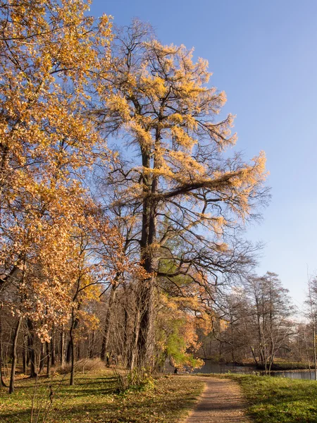 Podzimní krajina za slunečného dne — Stock fotografie