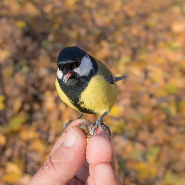 Tit comer uma noz — Fotografia de Stock