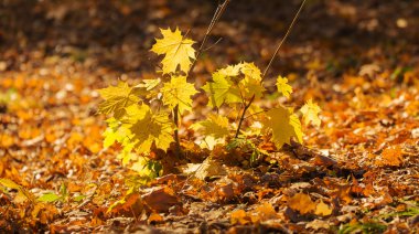 küçük akçaağaç ağaç