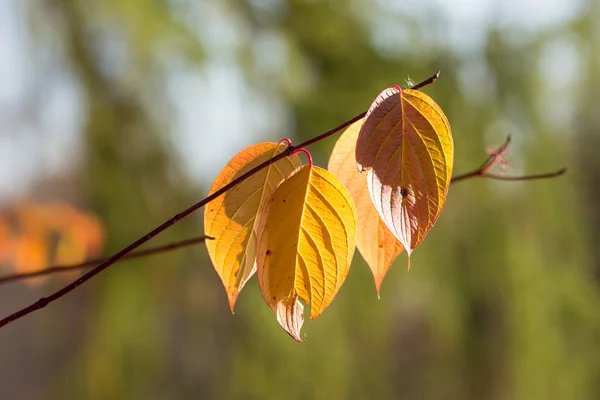 Branche d'automne sur fond vert — Photo