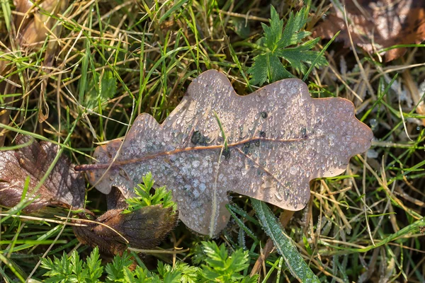 Düşen sonbahar yaprakları — Stok fotoğraf