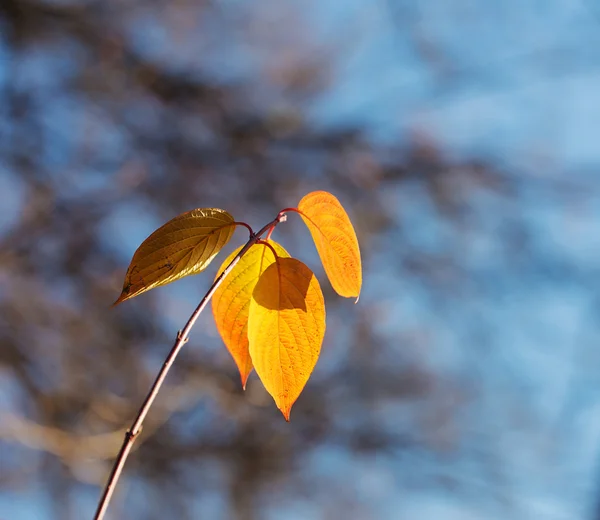 Branche d'automne fermer — Photo