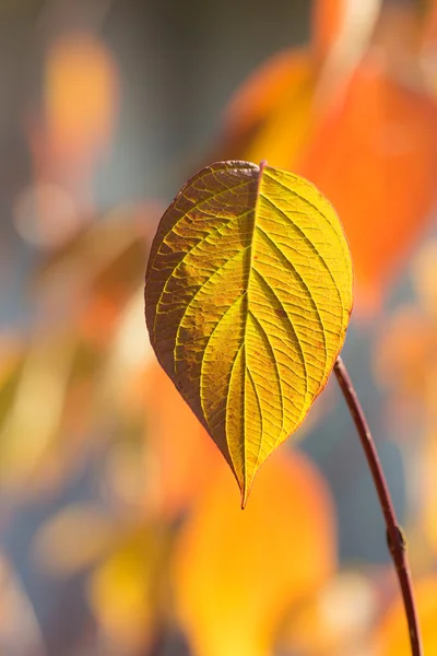 Closeup sonbahar yaprakları — Stok fotoğraf