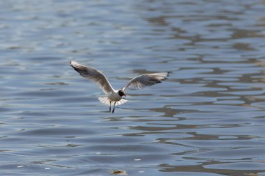 Mavi suyun üzerindeki martı.