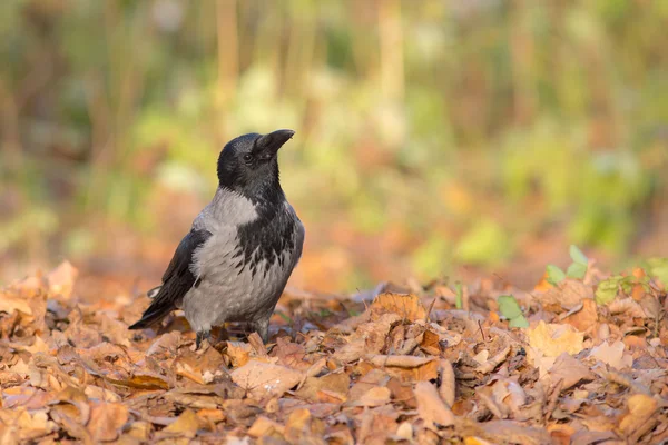 Autumn portrait of crow — Stock Photo, Image