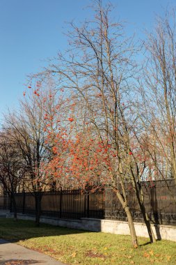 Üvez ağacının yanında çit