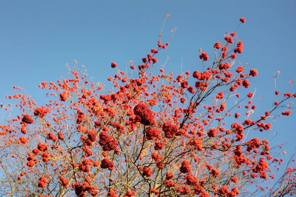 Rowan maduro de otoño — Foto de Stock