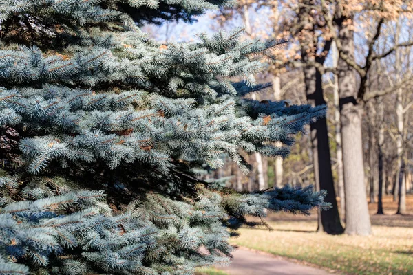 Smrk pichlavý na podzim park — Stock fotografie