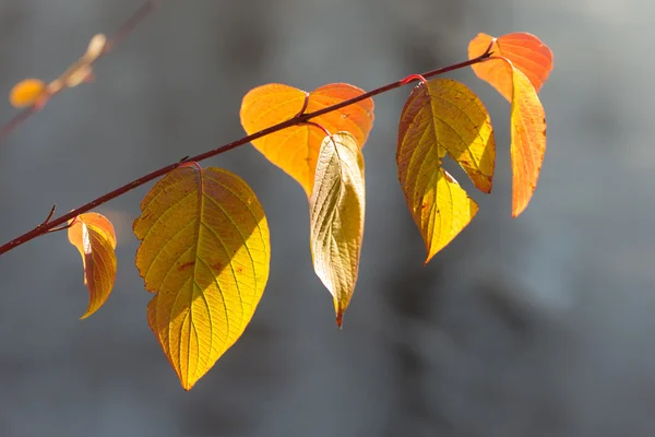 Branch with autumn leaves — Stock Photo, Image