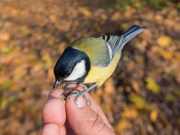 Titmouse con nueces — Foto de Stock