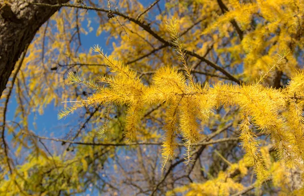 Yellow autumn branches — Stock Photo, Image