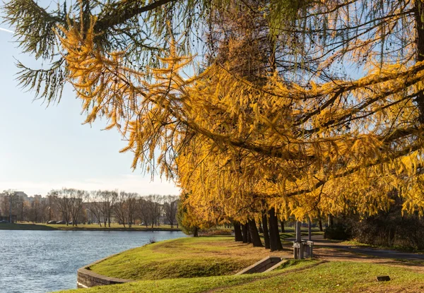 Landschap in de herfst park — Stockfoto