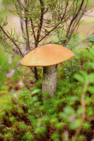 Boletus de capuchón naranja en el musgo — Foto de Stock