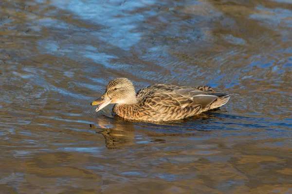 Portrait d'un canard nageur — Photo