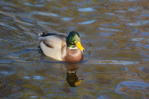 Anka som simmar i vattnet — Stockfoto