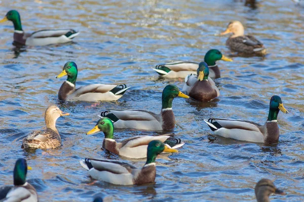 Anatre che nuotano in acqua — Foto Stock